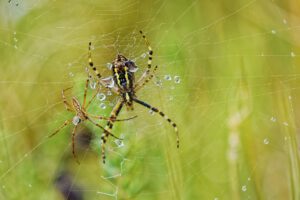 Epeires fasciées en couple