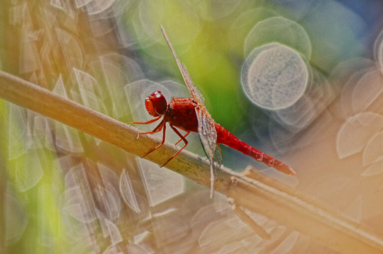 Insectes Macro