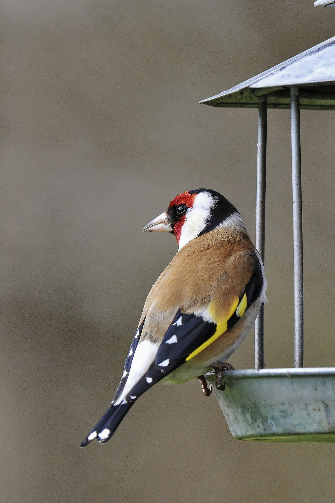 Chardonneret élégant à la mangeoire, aux aguets