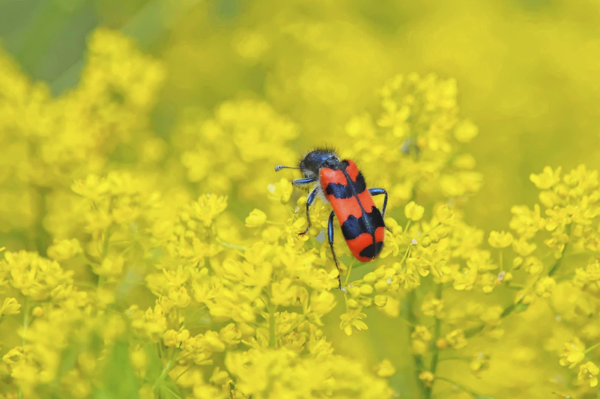 Clairon des ruches dans un océan jaune