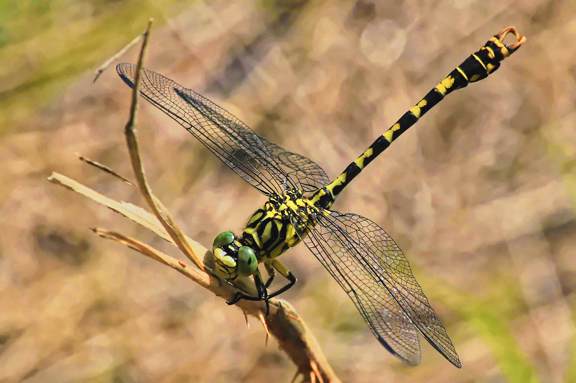 Onychogomphe avec ses puissantes mandibules