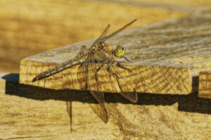 Orthétrum femelle, camouflage