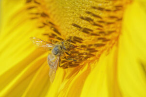 Abeille domestique et sa trompe