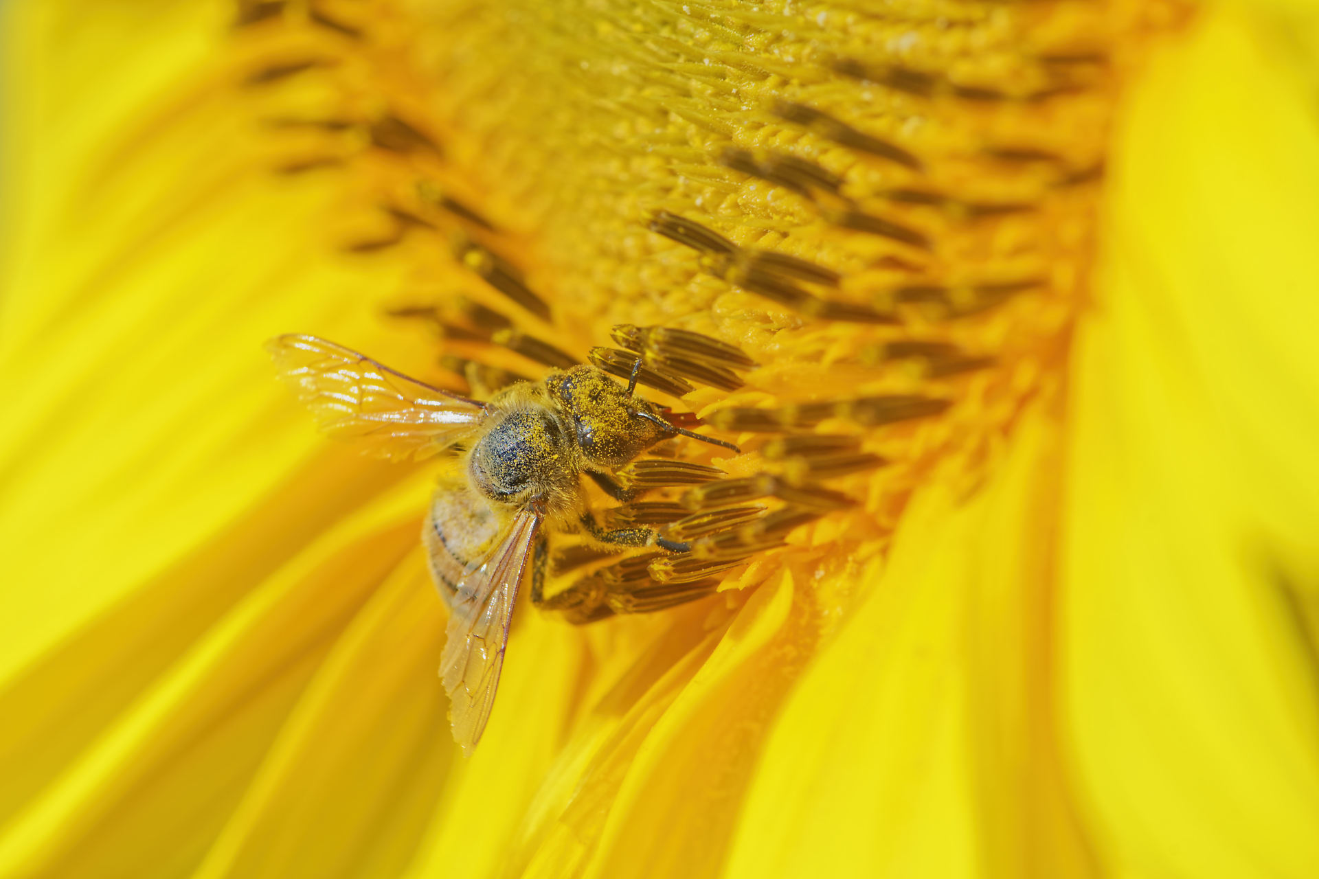 Abeille domestique et sa trompe