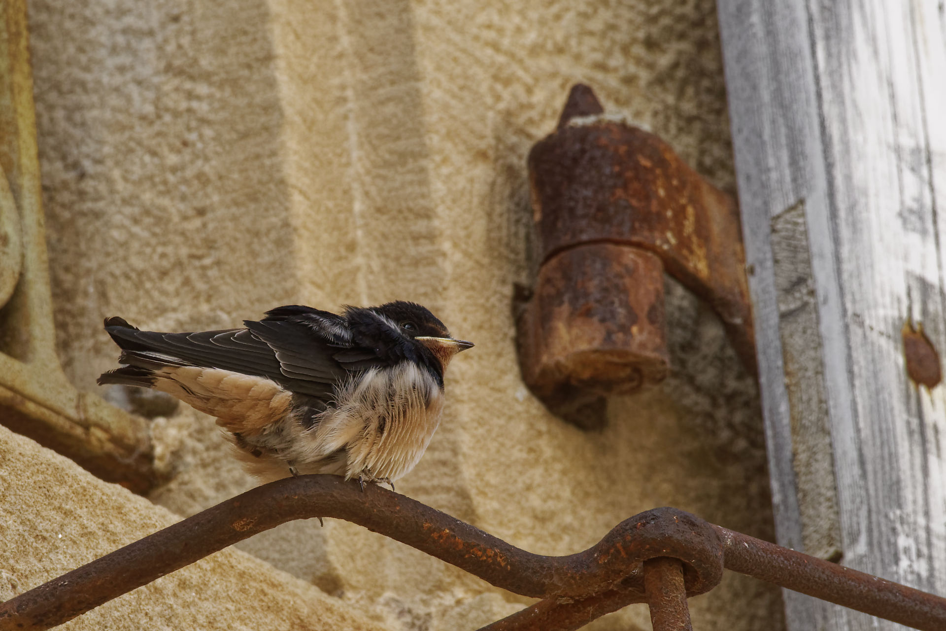 Hirondelle rustique juvénile, tout juste sortie du nid