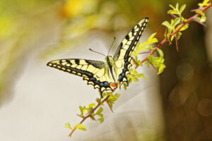 Machaon