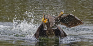 Cormorans, course poursuite