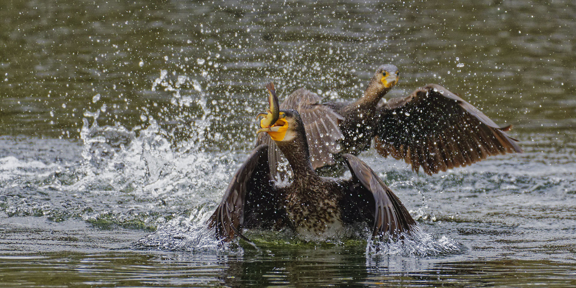Cormorans, course poursuite