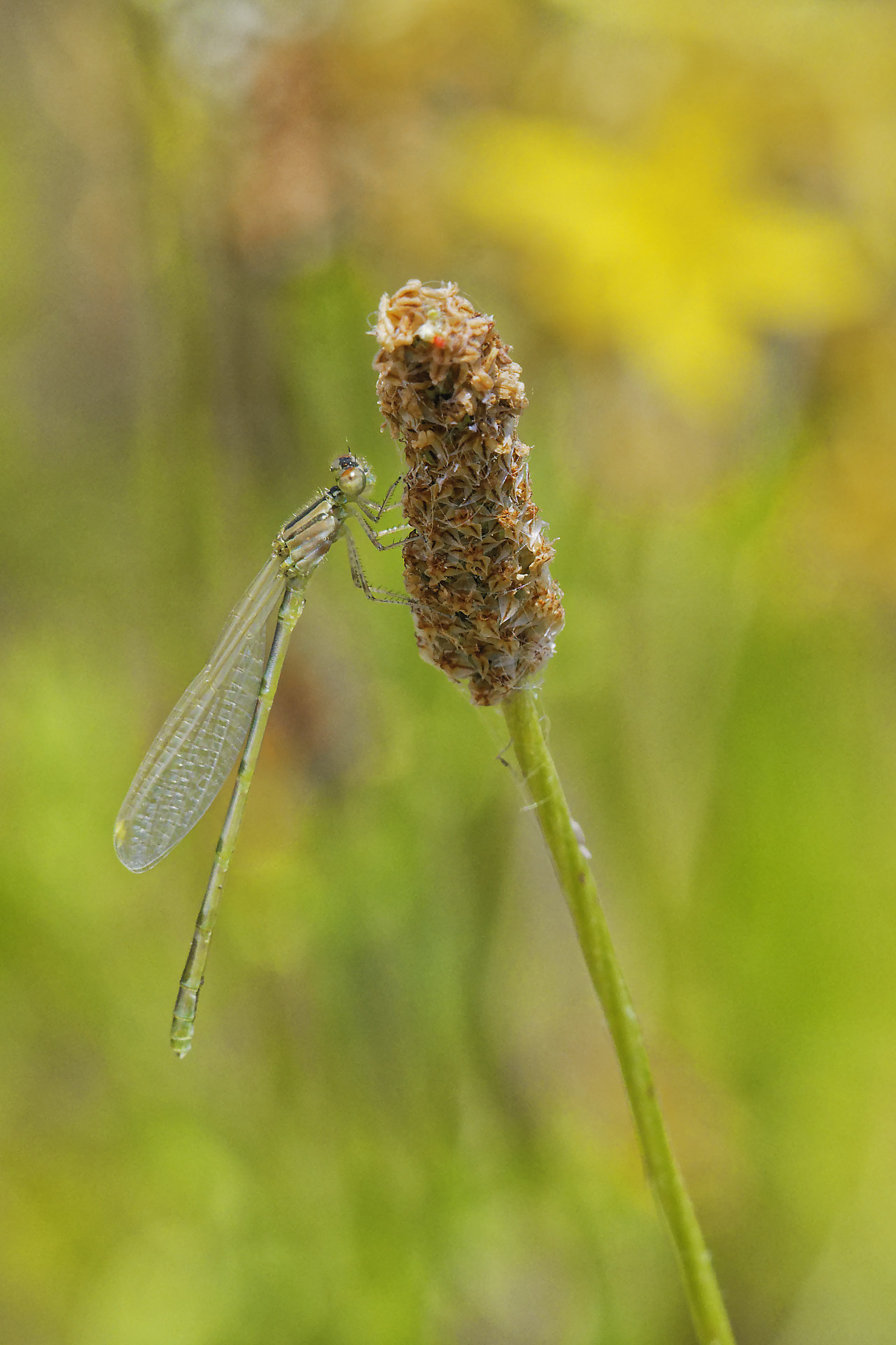 Demoiselle fraîchement devenue imago