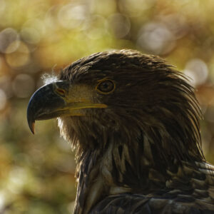 Aigle, portrait de profil