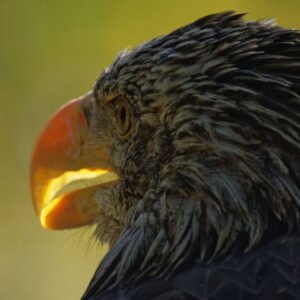 Aigle, clair obscur