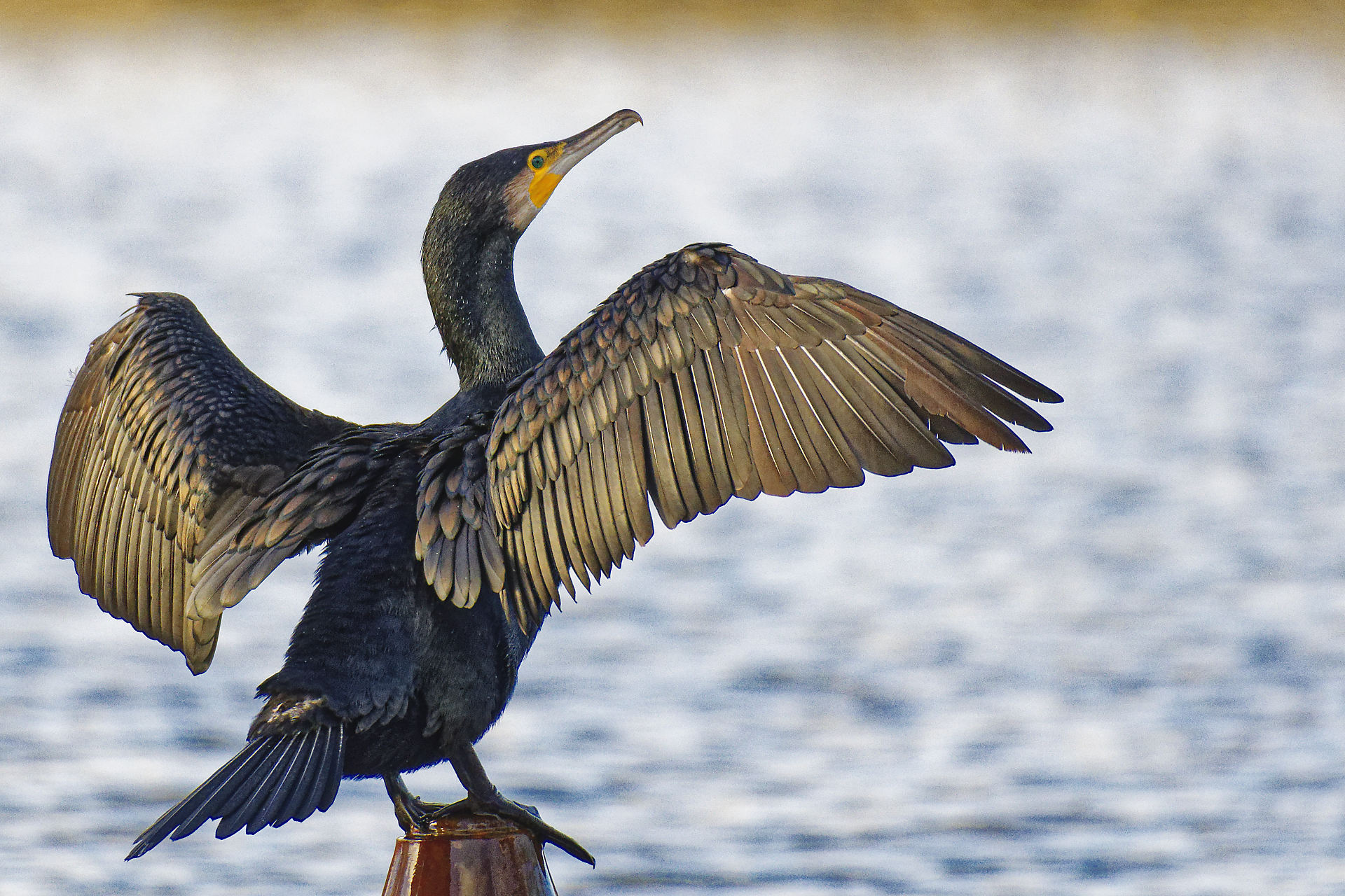 Cormoran, repos et digestion