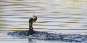 Cormoran, bonne pêche