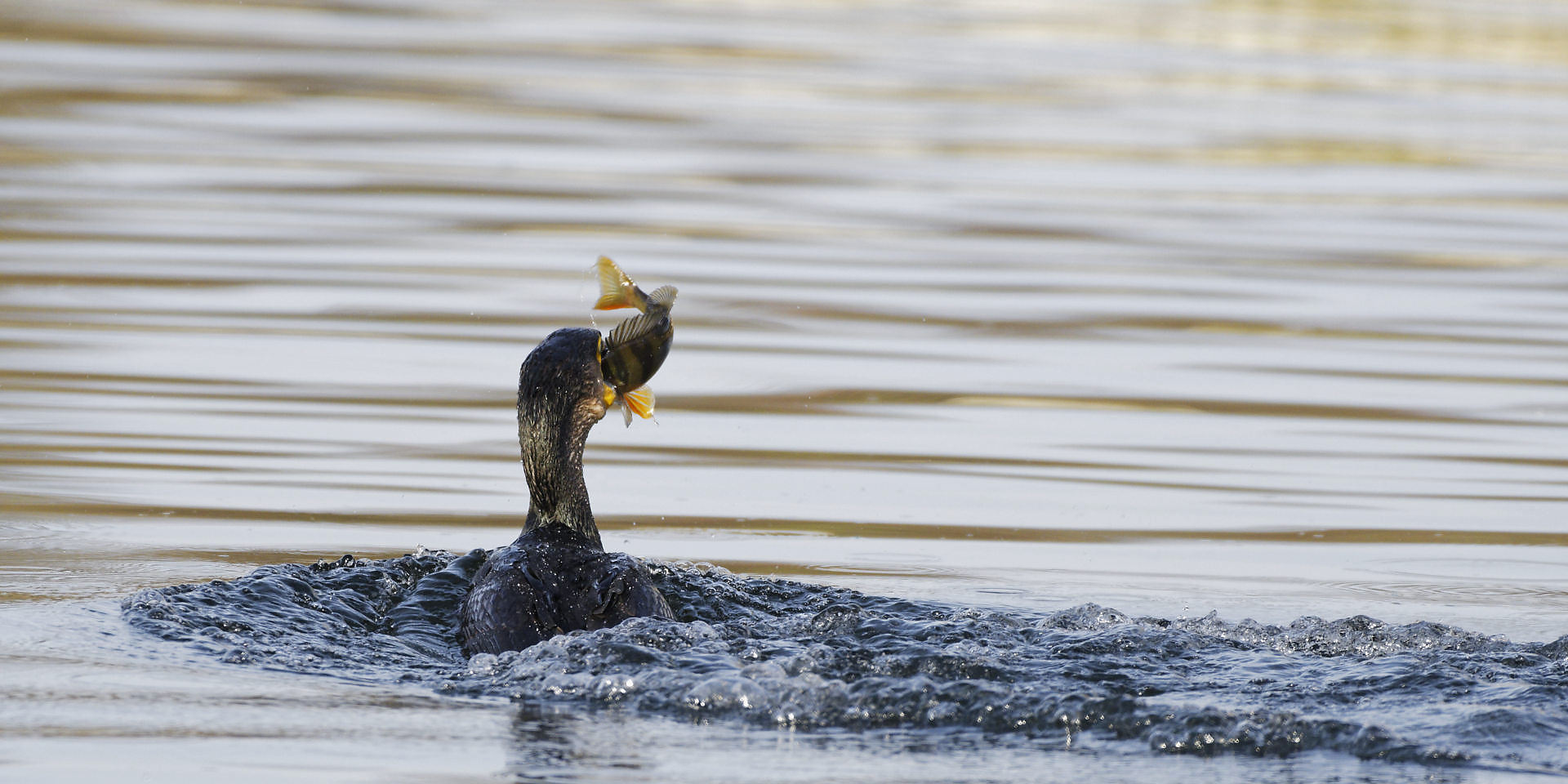 Cormoran, bonne pêche