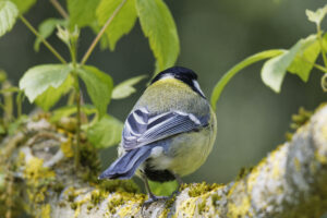 Mésange charbonnière et ses plumes dorsales