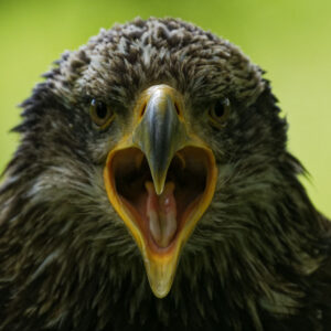 Aigle, portrait de face