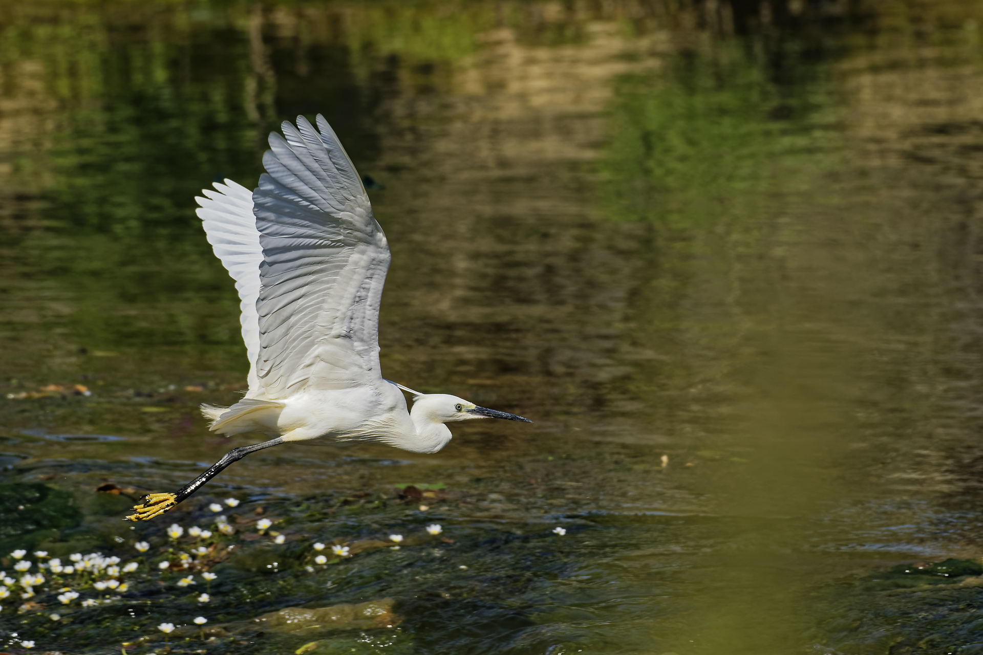 Aigrette garzette en vol
