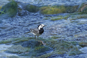 Bergeronnette grise, bain de pattes