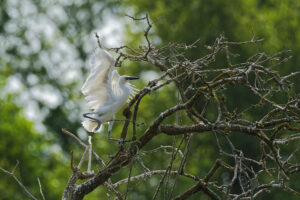 Aigrette garzette, ailes déployées