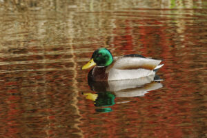 Canard colvert mâle, reflets d’automne