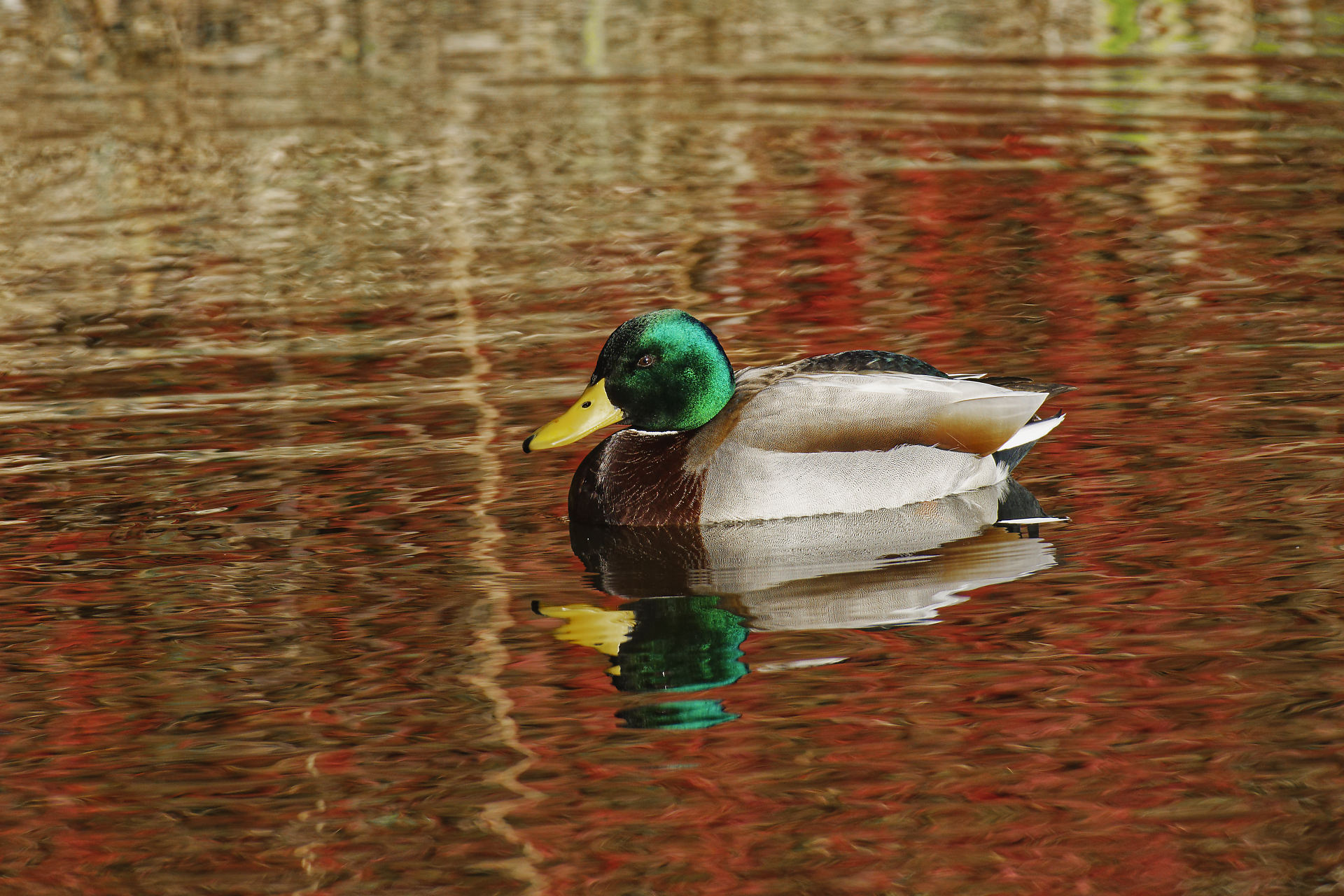 Canard colvert mâle, reflets d’automne