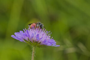 Abeille sauvage et ses corbeilles de pollen