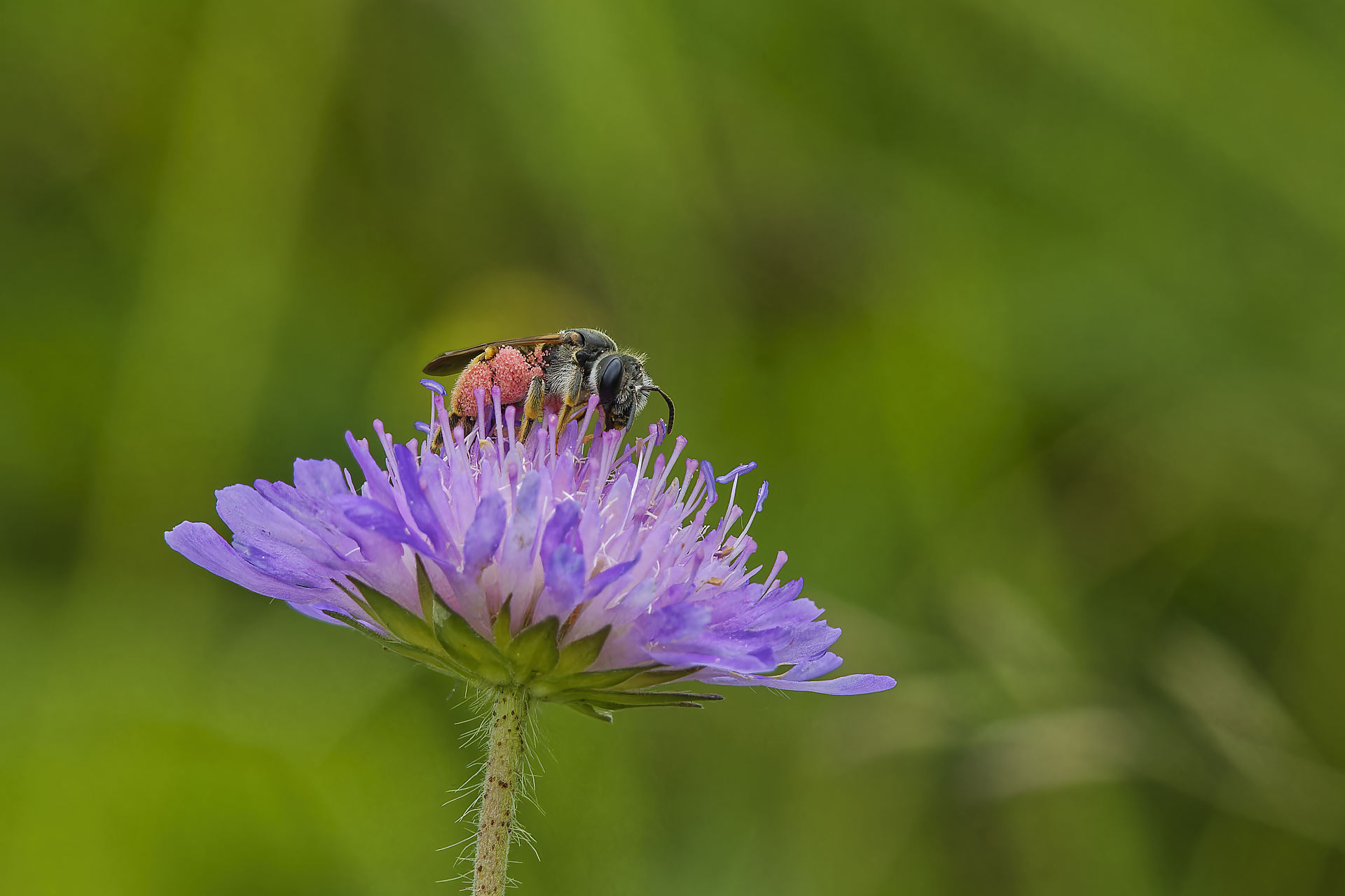 Abeille sauvage et ses corbeilles de pollen