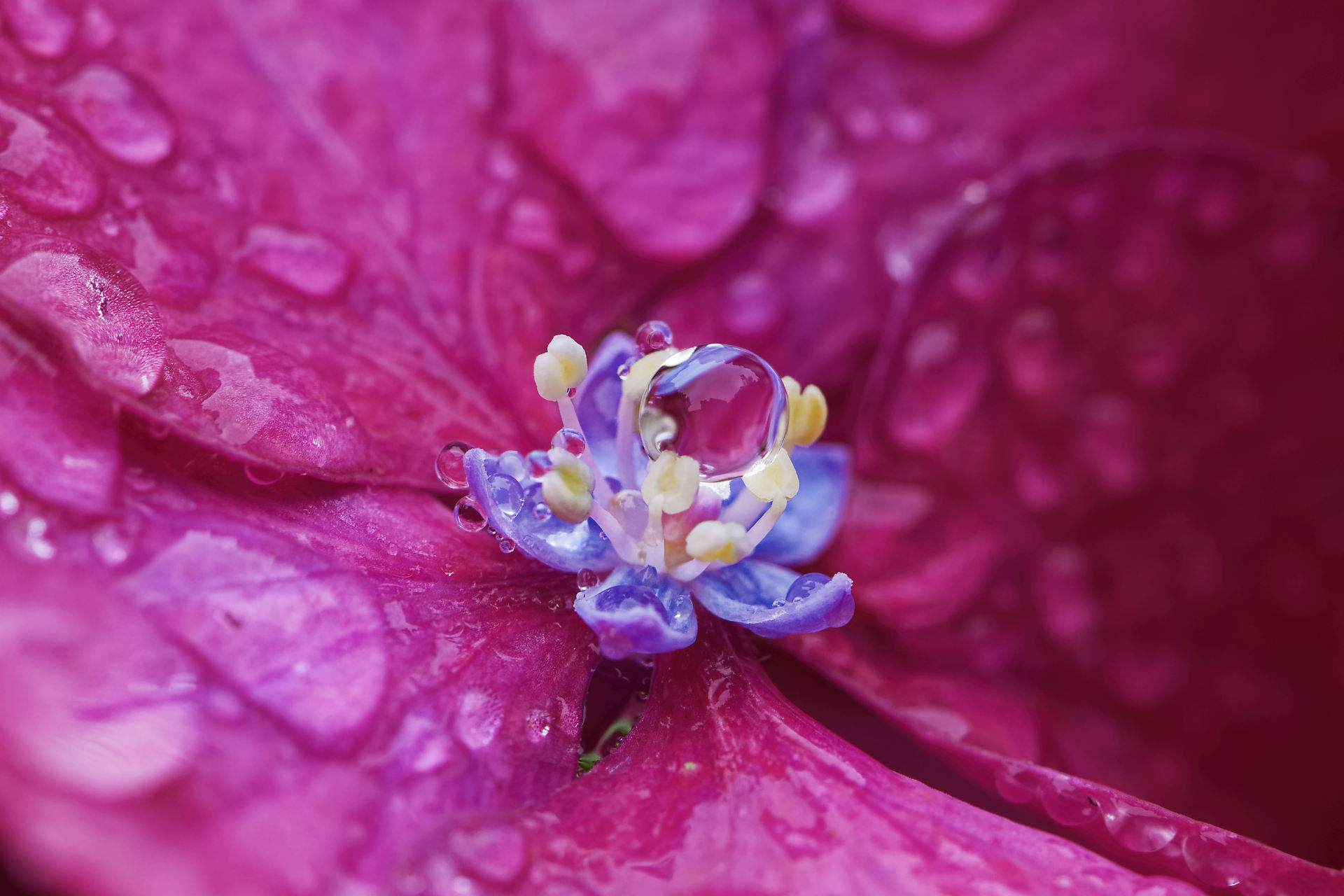 Hortensia et gouttes de pluie