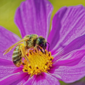 Abeille sauvage sur fleur de cosmos