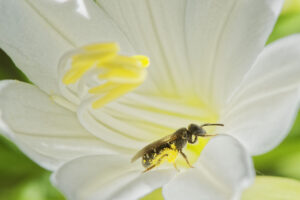 Abeille sauvage sur fleur de lys