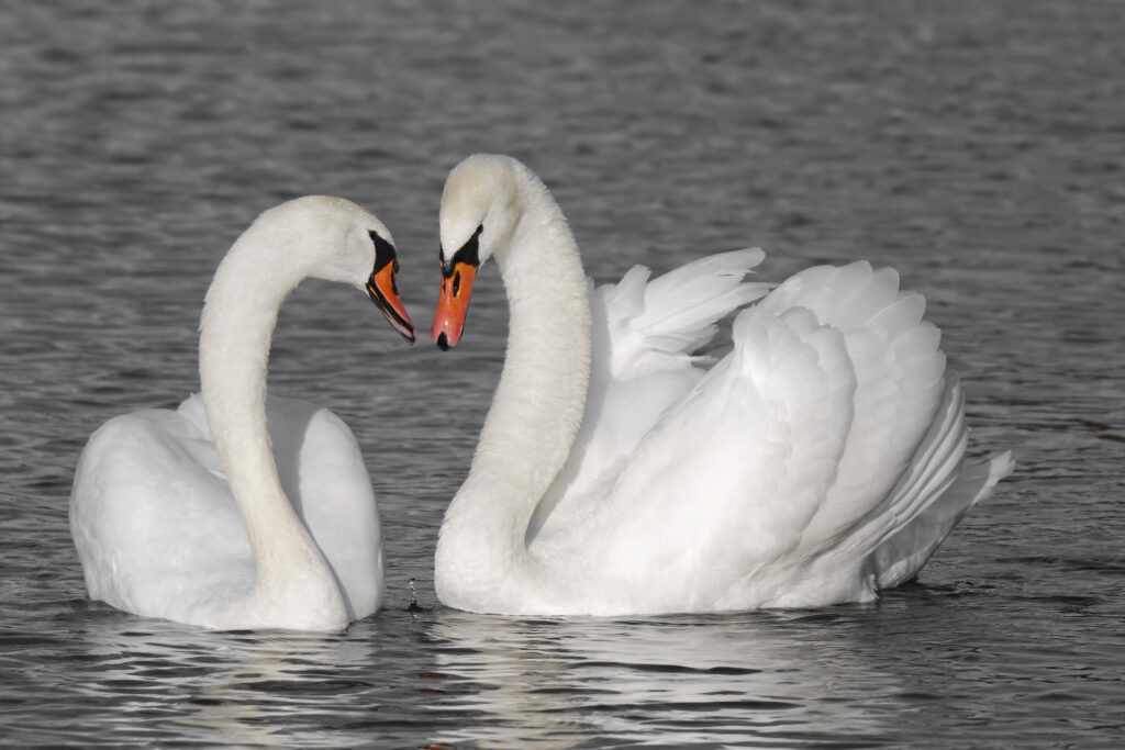 Cygnes, parade amoureuse