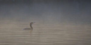 Cormoran dans la brume du matin
