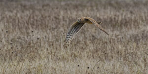Busard saint martin femelle, chasse en rase motte.