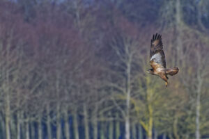 Buse variable, mimétisme couleurs d’automne