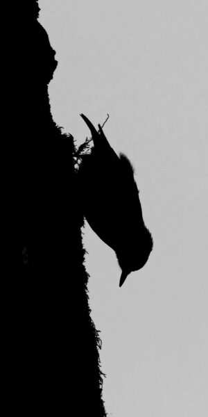 Sittelle torchepot, silhouette Noir & Blanc