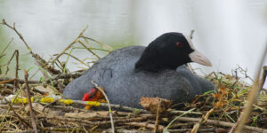 Foulque macroule, en rouge et noir