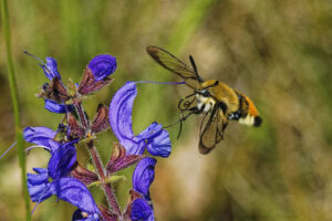 Sphinx gazé, insecte colibri