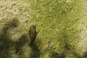 Grimpereau en chasse