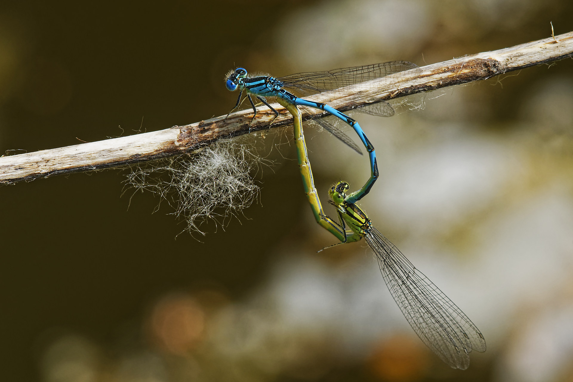 Demoiselles en cœur