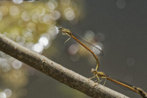 Demoiselles, couple au septième ciel