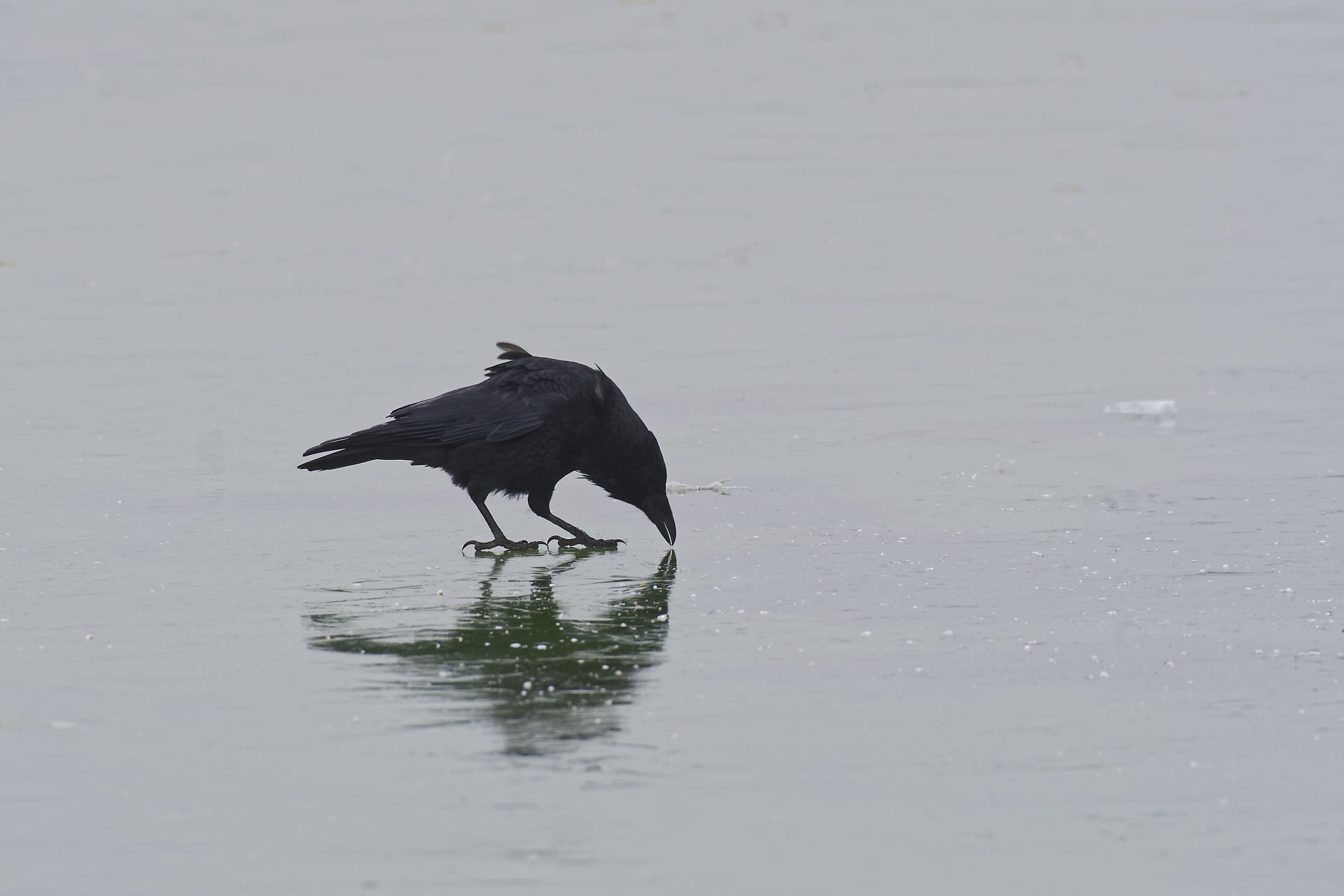 Corneille, à la recherche de nourriture