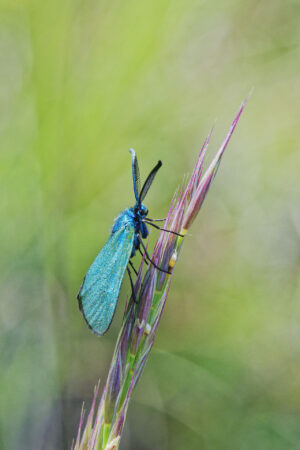 Turquoise de la globulaire