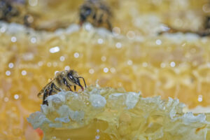 Abeille domestique dans sa ruche
