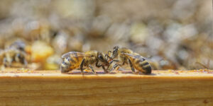 Abeilles domestiques, trophallaxie