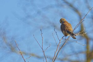 FAUCON CRÉCERELLE – OBSERVATOIRE DE CHASSE