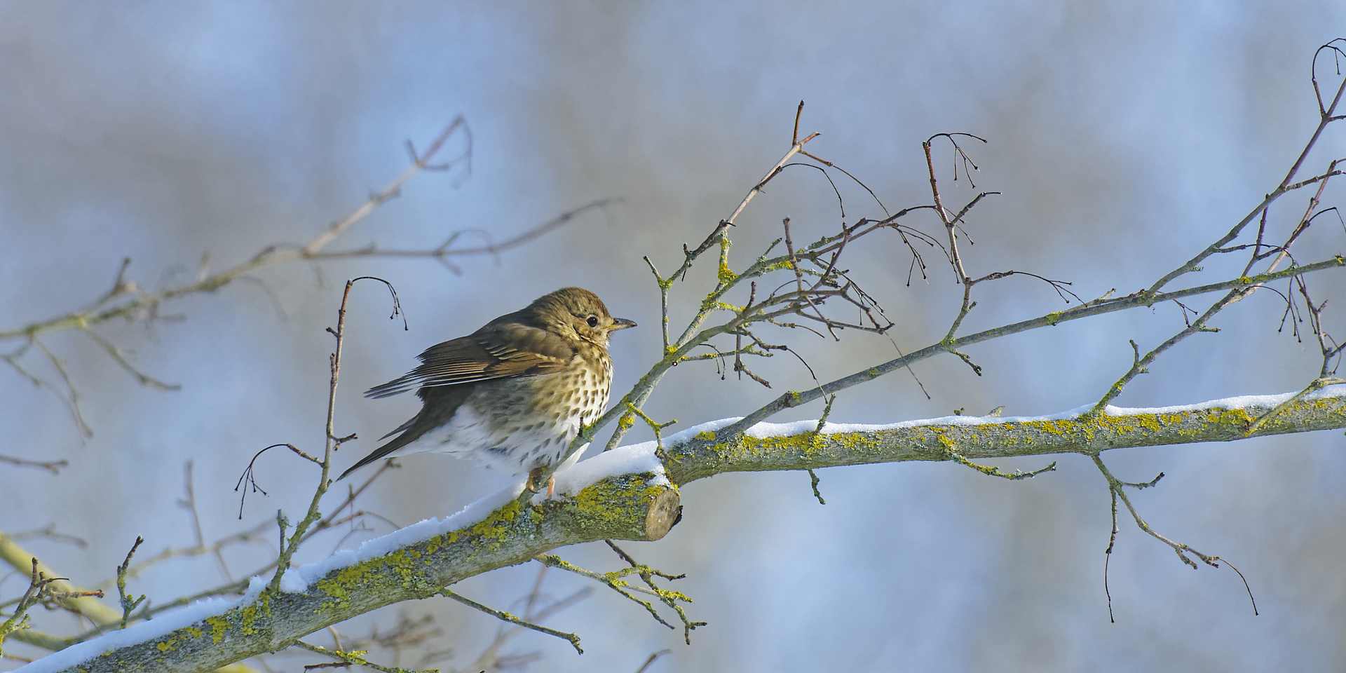 GRIVE MUSICIENNE – UN MATIN D’HIVER ENSOLEILLE