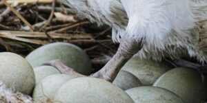 ŒUFS DE CYGNE – L’EMPREINTE DE TOUTE CHOSE