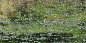 GRÈBE HUPPE – L’ÉLÉGANT PÉCHEUR DES ETANGS
