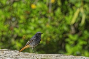 ROUGE-QUEUE – PASSAGER SAISONNIER