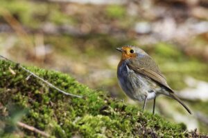 ROUGE-GORGE - LE MESSAGER DU PRINTEMPS
